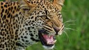 Leopard Attack On Boy: इगतपूरी येथे बिबट्याचा 11 वर्षीय मुलावर हल्ला, उपचारादरम्यान मृत्यू