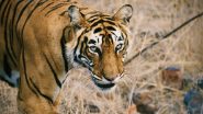 Shakti Tigress Ranthambore National Park: रणथंबोर नॅशनल पार्कमधून 'शक्ती' वाघिणीची मनमोहक दृश्य समोर; सिंगापूरचे उच्च आयुक्त सायमन वोंग यांच्याकडून ट्विट