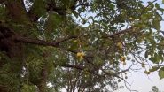Mangoes On Neem Tree: काय सांगता? कडुलिंबाच्या झाडाला लागले रसाळ आंबे; मंत्र्यांच्या बंगल्यातील आश्चर्यकारक चित्र पाहून सगळेच थक्क (Watch Video)