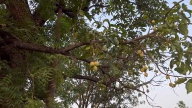 Mangoes On Neem Tree: काय सांगता? कडुलिंबाच्या झाडाला लागले रसाळ आंबे; मंत्र्यांच्या बंगल्यातील आश्चर्यकारक चित्र पाहून सगळेच थक्क (Watch Video)