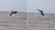 Dolphin Spotted at Bandra and Juhu Beach: मुंबईतील वांद्रे आणि जुहू समुद्रकिनाऱ्यावर दिसले डॉल्फिन; पाण्यात उडी मारतानाचा मोहक व्हिडिओ व्हायरल (Watch Videos)