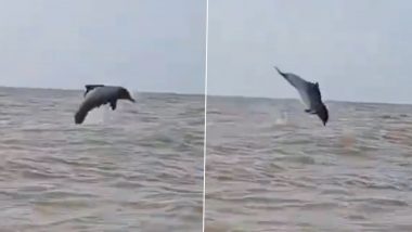 Dolphin Spotted at Bandra and Juhu Beach: मुंबईतील वांद्रे आणि जुहू समुद्रकिनाऱ्यावर दिसले डॉल्फिन; पाण्यात उडी मारतानाचा मोहक व्हिडिओ व्हायरल (Watch Videos)