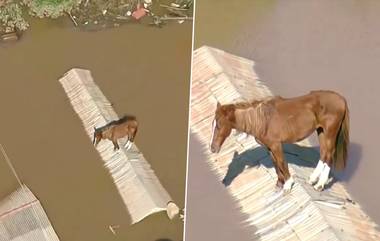 Horse Found Stranded In Flooded Area: ब्राझीलमध्ये पूरग्रस्त भागात छतावर अडकला असहाय्य घोडा, पहा व्हिडिओ (Watch)