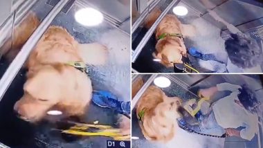 Man Beating Pet Dog: लिफ्टमध्ये पाळीव कुत्र्याला बेदम मारहाण, घटना CCTV कॅमेऱ्यात कैद, नेटकरी संपापले