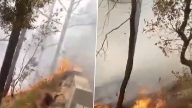 Uttarakhand Forest Fire: उत्तराखंडच्या नैनिताल हिल्समध्ये नीम करोली बाबा आश्रमाजवळ आग (Watch Video)