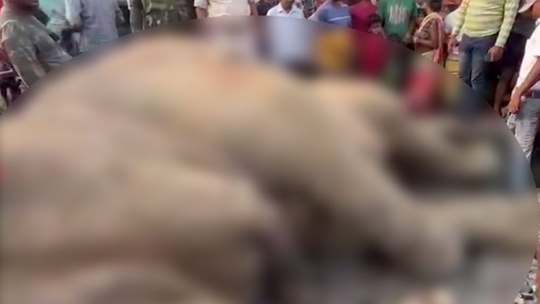 Elephant Hit by Train Died : रेल्वेच्या धडकेत हत्तीचा मृत्यू, घटनास्थळी बघ्यांची गर्दी; झारखंडमधील घटना