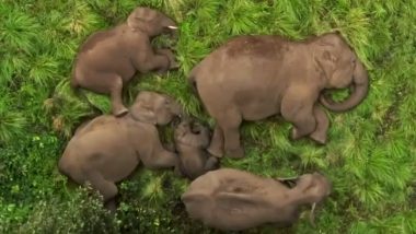 Z Class Security For Baby Elephant: हत्तीच्या पिल्लाला पालकांकडून 'झेड प्लस सुरक्षा'; मनमोहक दृश्य सोशल मीडियावर व्हायरल (Watch Video)