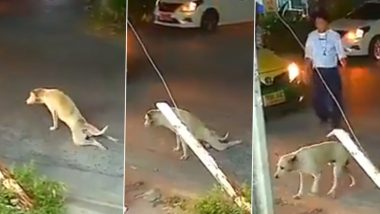 Viral Video: रस्त्यावर कुत्र्याने केला जबरदस्त अभिनय, व्हिडीओ पाहून व्हाल चकित