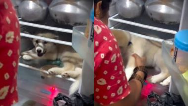 Viral Video: उष्णतेपासून आराम मिळवण्यासाठी कुत्रा बसला फ्रीजमध्ये, प्राण्याची ही युक्ती पाहून तुम्हालाही येईल हसू