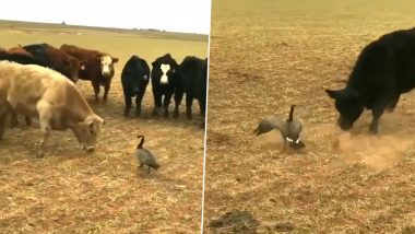 Duck vs Cow Viral Video: बदकाला गायींच्या कळपाने घेरले पुढे जे झाले ते पाहून बसेल धक्का, पाहा व्हिडीओ