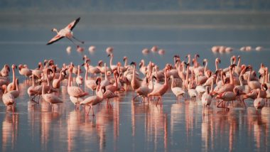 Flamingos Found Dead in Mumbai: विमानाशी धडक झाल्याने 40 फ्लेमिंगो पक्षी ठार, मुंबई येथील घाटकोपर परिसरातील घटना