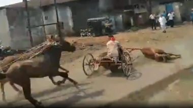 Kolhapur Horse Carriage Race Accident: टांगा उलटल्याने अपघात; घोडागाडी शर्यत अंगाशी, दुचाकीस्वार जखमी (Watch Video)