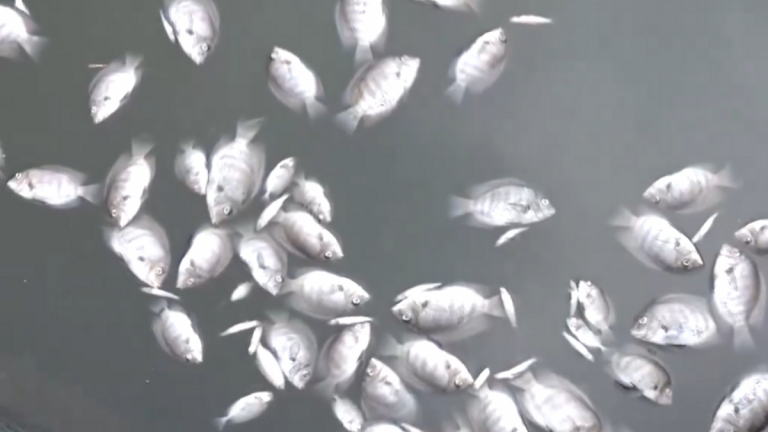 Dead Fishes In Periyar River: केरळात Periyar River मध्ये मृतावस्थेत आढळले शेकडो मासे !