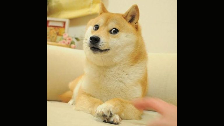 RIP Kabosu!:'Doge Meme' मधील जपानी श्वानाचं निधन; नेटीझन्स कडून 'Miss You' मेसेजेस, फोटोज द्वारा अनेक इमोशनल पोस्ट!