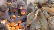 Monkeys Viral Video: खाद्यपदार्थ पाहताच माकडांच्या एका टोळक्याने जे केले ते पाहून बसेल धक्का, व्हिडीओ व्हायरल