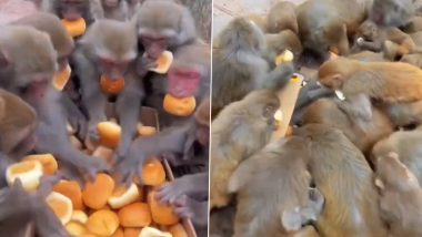 खाद्यपदार्थ पाहताच माकडांच्या एका टोळक्याने जे केले ते पाहून बसेल धक्का, व्हिडीओ व्हायरल  