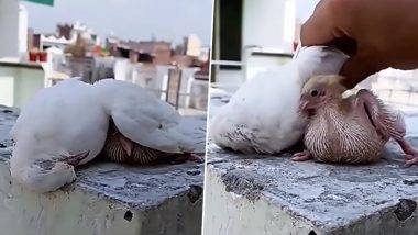 Mother Pigeon Viral Video: कडक उन्हापासून बाळाचा जीव वाचवण्यासाठी कबुतराच्या आईने दिले आत्मबलिदान, व्हिडीओ पाहून येईल डोळ्यात पाणी