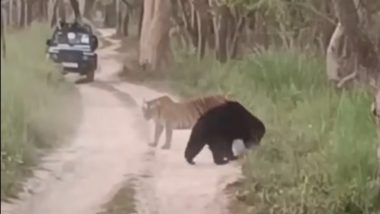 Tigress Vs Bear On Camera Fight: वाघीण आणि अस्वल आमनेसामने, पुढे काय घडले? (Watch Rare Video)