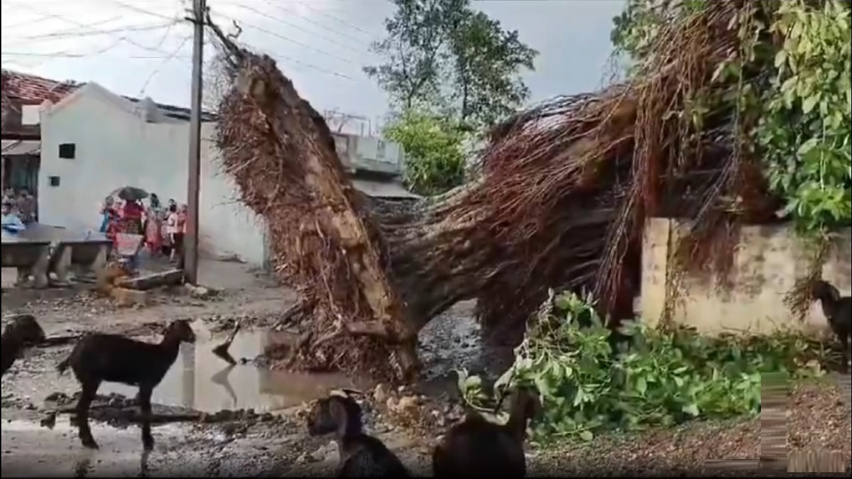 Unseasonal Rain Updates: चंद्रपूर जिल्ह्यासह राज्याच्या विविध भागात अवकाळी पाऊस, काही ठिकाणी गारपीट (Watch Video)