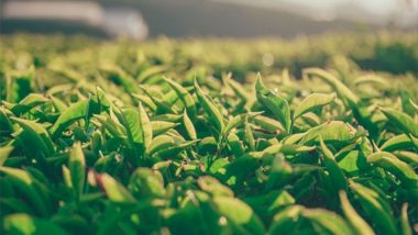 Heat Wave Affect Tea Industry: उष्णतेच्या लाटेमुळे उत्तर बंगालंधील चहा उद्योग संकटात; उत्पादनात ३०-३५ टक्के घट होण्याची शक्यता