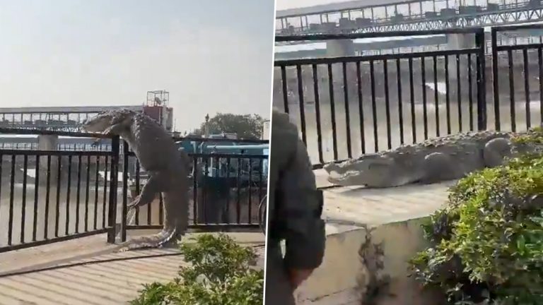 Crocodile Climb Railing: तब्बल 10 फुटांच्या मगरीचा लोखंडी कुंपणावर चढण्याचा प्रयत्न..; उत्तर प्रदेशमधील बुंदेलशहरातील थरार (Watch Video)