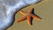 155-Million-Year-Old Starfish: संशोधकांना आढळला 155-दशलक्ष-वर्ष जुना स्टारफीश; क्लोनिंग करण्यास सक्षम प्राणी असल्याचा दावा