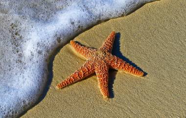 155-Million-Year-Old Starfish: संशोधकांना आढळला 155-दशलक्ष-वर्ष जुना स्टारफीश; क्लोनिंग करण्यास सक्षम प्राणी असल्याचा दावा