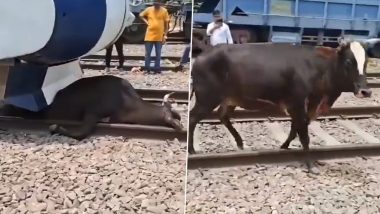 Cow Gets Stuck Under Vande Bharat Train: वंदे भारत ट्रेनखाली अडकली गाय; लोकोमोटिव्ह पायलटने इमर्जन्सी ब्रेक लावून वाचवला गायीचा जीव (Watch Video)