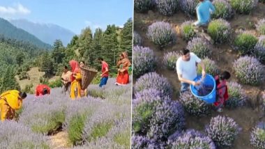 Jammu-Kashmir Lavender: जम्मू-काश्मीरच्या भदेरवाह खोऱ्यात लैव्हेंडरच्या लागवडीमुळे शेतकरी खूश, गतवर्षीच्या तुलनेत यंदा चांगले पीक