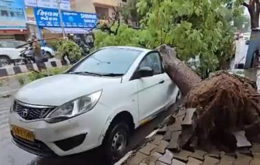 Heavy Rain In Gujarat: अहमदाबादमध्ये मुसळधार पावसामुळे झाड उन्मळून पडले, दोन गाड्याचे नुकसान