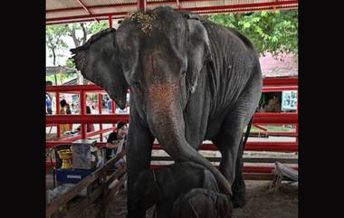 Rare Male Female Twin Elephants born in Thailand: थायलंडमध्ये जन्माला आले  दुर्मिळ नर-मादी जुळे हत्ती