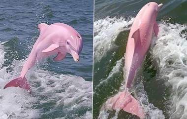 Rare Pink Dolphin:  समुद्रात पोहताना दिसली दुर्मिळ गुलाबी डॉल्फिन, फोटो झपाट्याने व्हायरल