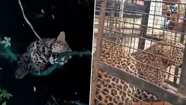 Gadchiroli Leopard Video: रात्रीच्या अंधारात शिकारीसाठी आला बिबट्या, शिकार करतांना पडला विहिरीत, व्हिडीओ व्हायरल