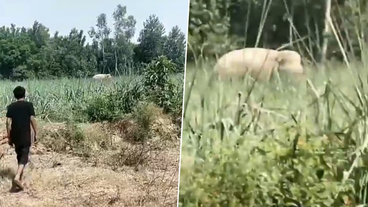 Man Making Reel Crushed To Death By Elephant: बिजनौरमध्ये रील बनवणाऱ्या तरुणाला हत्तीने चिरडले; पंधरा सेकंदात झालेल्या वेदनादायक मृत्यूचा व्हिडिओ व्हायरल (Watch Video)