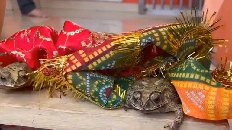 Frog Marriage in Uttar Pradesh: वरुण देवतांना प्रसन्न करण्यासाठी दोन बेडकांचा 'लग्न सोहळा'; विधींचा व्हिडिओ आला समोर