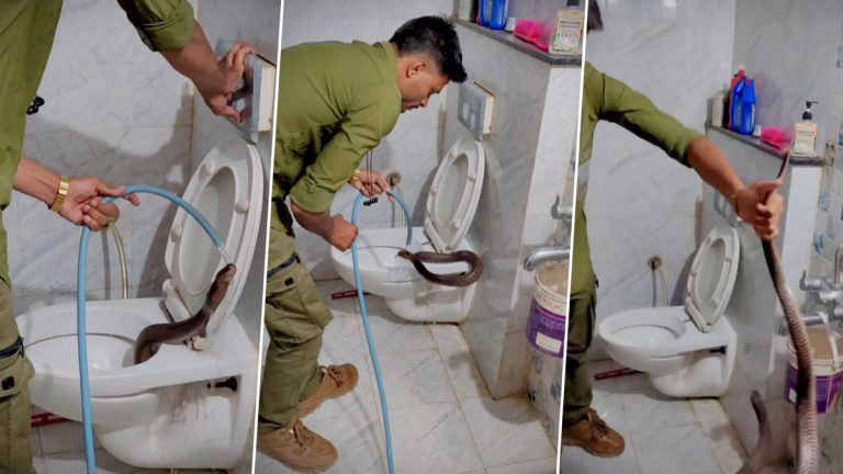 Cobra Found in Toilet Commode: इंदूरमध्ये टॉयलेट कमोडमध्ये सापडला कोब्रा साप, अथक प्रयत्नानंतर सुटका