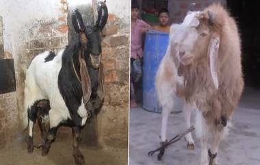 Bakri Eid 2024: मध्य प्रदेशमध्ये बकऱ्यांना 50,000 ते 7.5 लाखांपर्यंतची बोली, बकरी ईदमुळे मोठ्या प्रमाणात दर वाढले (Watch Video)