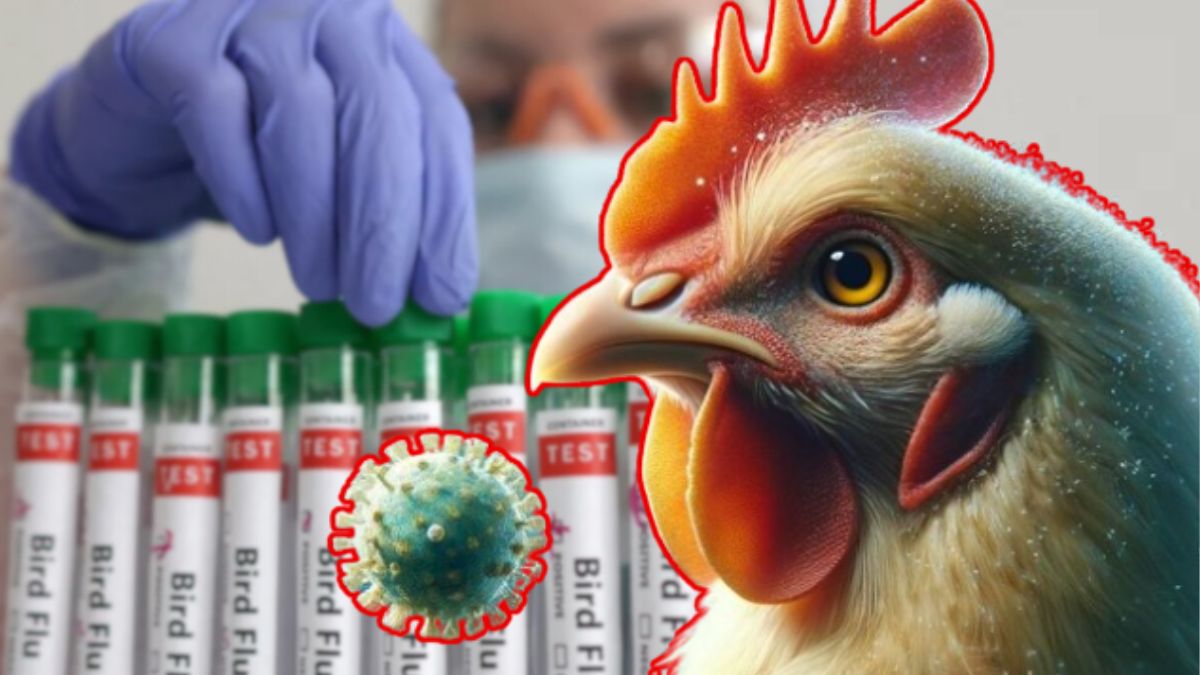 H5N2 Bird Flu First Death: बर्ड फ्लू संसर्गामुळे मेक्सिकोमध्ये जगातील पहिला मृत्यू; WHO कडून पुष्टी