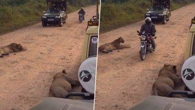 Lions Viral Video: जंगलाच्या मधोमध रस्त्यावर दोन भयंकर सिंह, न घाबरता एक व्यक्ती बाईकवरून त्यांच्या जवळून गेला (व्हायरल व्हिडिओ)