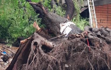 Mumbai Rains Update: मुंबईत दमदार पाऊस, विरार येथे झाड कोसळून 70 वर्षीय महिला ठार; दोन दिवसानंतर सापडला मृतदेह