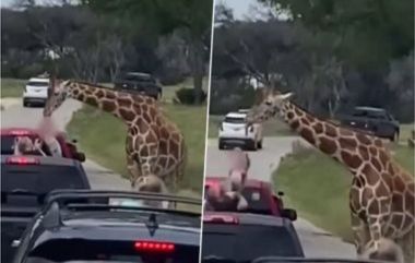 Giraffe Picks Up Toddler: ...अन् जिराफने चक्क खायला देणाऱ्या 2 वर्षाच्या चिमुकल्यालाचं उचललं; टेक्सासमधील सफारी पार्कमधील घटना (Watch Video)