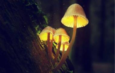 Glowing Mushrooms in Kerala Discovered: फिलोबोलेटस मॅनिपुलारिस म्हणजे काय? केरळच्या जंगलात सापडलेल्या बायोल्युमिनेसेंट मशरूमच्या दुर्मिळ प्रकाराबद्दल घ्या जाणून