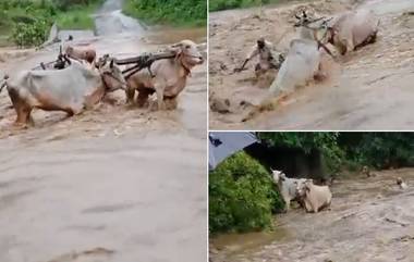 Yavatmal Video: शेतकरी ओढा ओलांडत असताना अचानक बैलगाडीसह पाण्यात वाहून गेला, यवतमाळ जिल्ह्यातील घटना