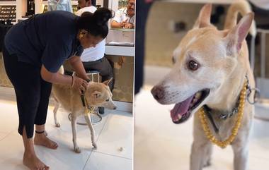 Woman Buys Gold Chain For Pet Dog: मुंबईतील महिलेने पाळीव कुत्र्यासाठी खरेदी केली 2.5  लाख रुपयांची सोन्याची साखळी; नेटीझन्स म्हणाले, 'याला शो ऑफ म्हणावं की प्रेम'