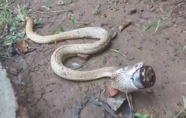 Common Cobra Struggles To Breathe Video : ओडिशात कफ सिरपची बाटली गिळल्यानंतर श्वास घेण्यासाठी कोब्रा ची धडपड ( Watch Viral Video)