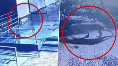 Leopard Spotted at Prozone Mall Aurangabad: औरंगाबादमधील प्रोझोन मॉल परिसरात बिबट्याचा वावर (Watch Video)