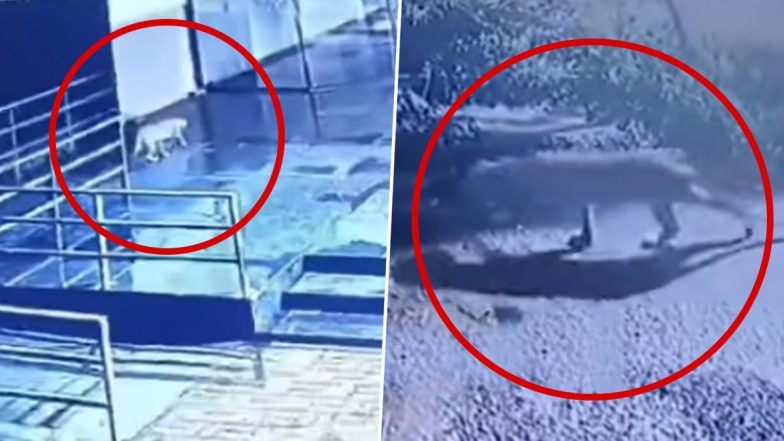Leopard Spotted at Prozone Mall Aurangabad: औरंगाबादमधील प्रोझोन मॉल परिसरात बिबट्याचा वावर (Watch Video)