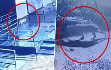 Leopard Spotted at Prozone Mall Aurangabad: औरंगाबादमधील प्रोझोन मॉल परिसरात बिबट्याचा वावर (Watch Video)