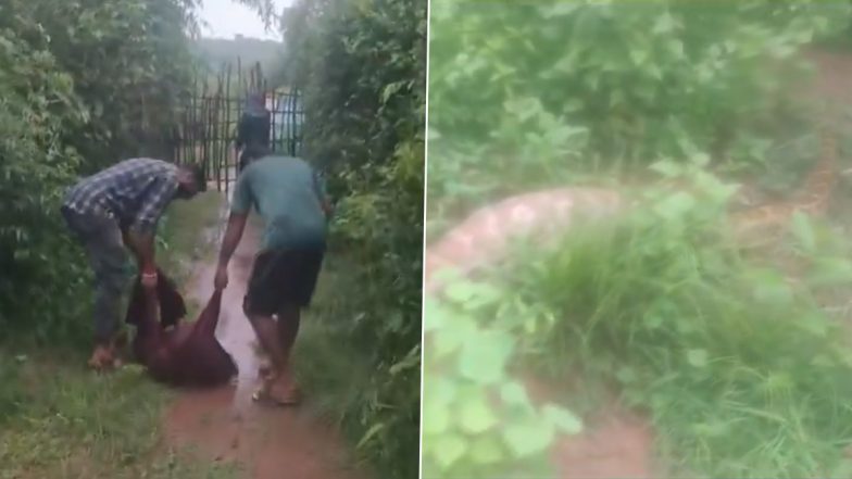 Python Swallows Goat In Berhampur: ओडिशामध्ये 12 फूट लांब अजगराने गिळली शेळी; वन अधिकाऱ्यांनी केली सुटका, पहा धक्कादायक व्हिडिओ