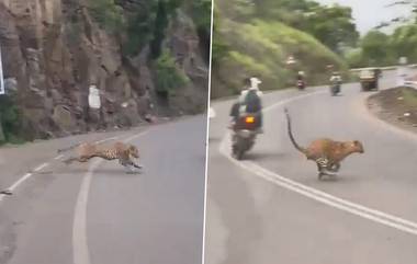 Leopard Video: काही फुटाच्या अंतरावर दिवेघाटाच्या परिसरात बिबट्याचे दर्शन, दुचाकीस्वार थोडक्यात वचावला (Watch Video)